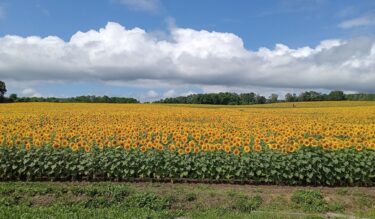 「ひまわりの里」満開になりました。今が見頃です、ぜひ満開のひまわりを見にお越しください【北興建設】
