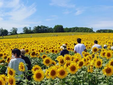 北竜町長 佐野豊 活動報告・８月15日（月）町長部局課長等ミーティング、事務・書類整理、ひまわりの里散策