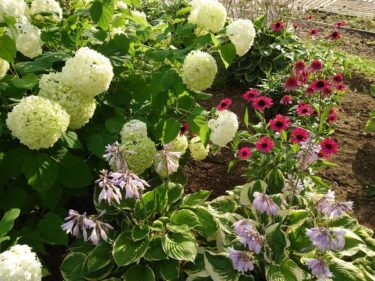 北竜町長 佐野豊 活動報告・8月23日（火）土屋北海道副知事来訪