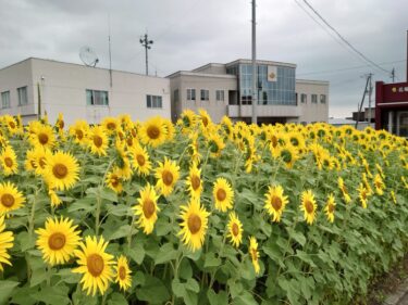 北竜町長 佐野豊 活動報告・8月24日（水）地域起こし協力隊とミーティング、北竜温泉経営会議