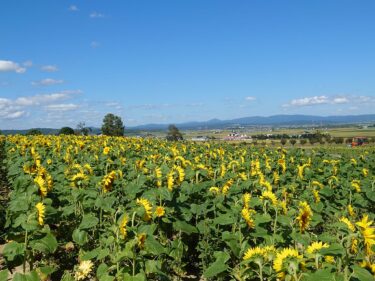 北竜町長 佐野豊 活動報告・8月25日（木）北海道農業公社企画部長他来訪、JA代表理事・農業委員会長と懇談、水稲生育状況調査（町内一円）、和町内会小林節子さん通夜参列
