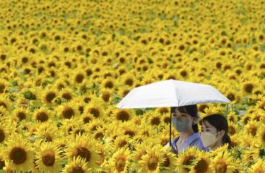 大輪、丘一面　咲き誇るヒマワリ２００万本　北海道北竜町【産経新聞・THE SANKEI NEWS】
