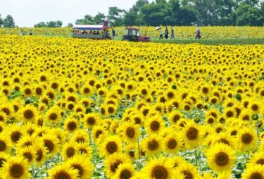 【動画】ヒマワリ満開　迷路も復活　北竜【北海道新聞・どうしん電子版】
