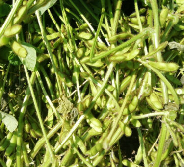 Cánh đồng đậu tương Kurosengoku tuần này: Những chiếc lá còn phải đi một chặng đường dài trước khi khô héo và giờ đã có kích thước bằng quả đậu nành Nhật Bản. Có rất nhiều quả nên bạn có thể mong đợi một vụ thu hoạch bội thu! [Hiệp hội hợp tác kinh doanh Kurosengoku]