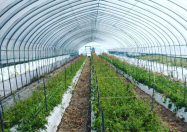 今シーズンのてまり草 採花終了しました。出荷目標達成です。天候と手伝ってくれたパートさんに感謝です【永の森活動組織（加藤宰 代表）】