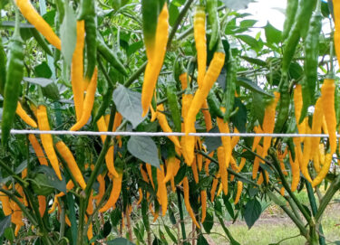 ベトナム人の為に唐辛子を栽培しています。岐阜県のあじめコショウ、日本一辛いと言われている黄金唐辛子、そしてベトナムの唐辛子の６種類【北興建設】