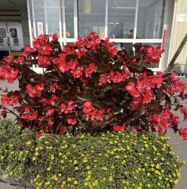 दुकान के सामने वाले गमले में लगे फूल जो वसंत ऋतु में लगाए गए थे, अभी भी खिल रहे हैं 🌻🌸🌺💐 तारो 🥔🥔 अपनी पहली उपस्थिति बना रहा है [मिनोरिच होकुर्यु]