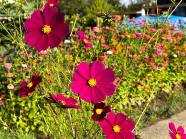 秋風にそよぐコスモス