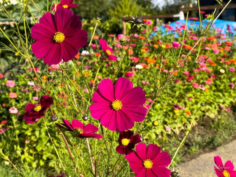 秋風に揺れるコスモス