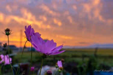 燃える朝日に揺れるコスモス