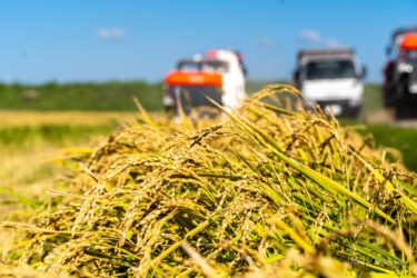 生命力溢れる稲穂に感謝をこめて！