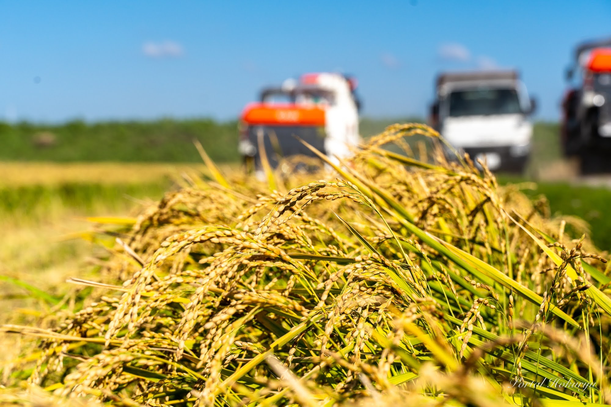 生命力溢れる稲穂に感謝をこめて！