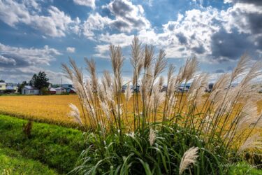 秋風に揺れる黄金の稲穂 ＆ 白銀のススキ
