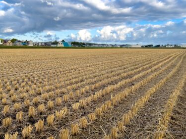 田んぼの稲株模様