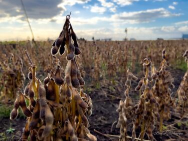 熟成した大豆たち
