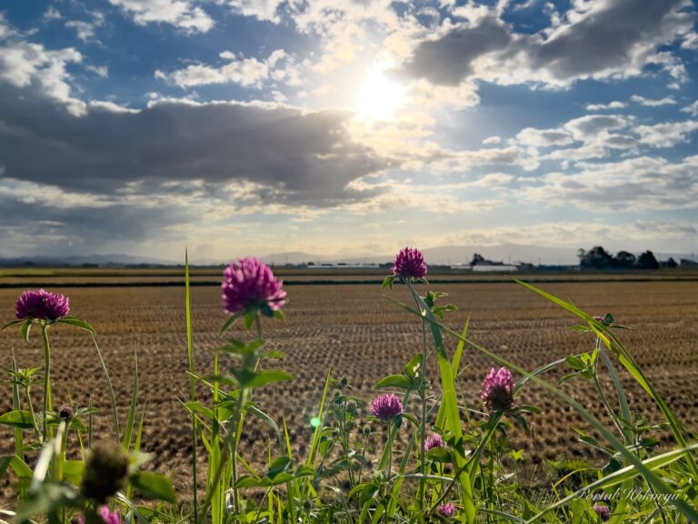稲刈り後の田んぼを照らす太陽の光