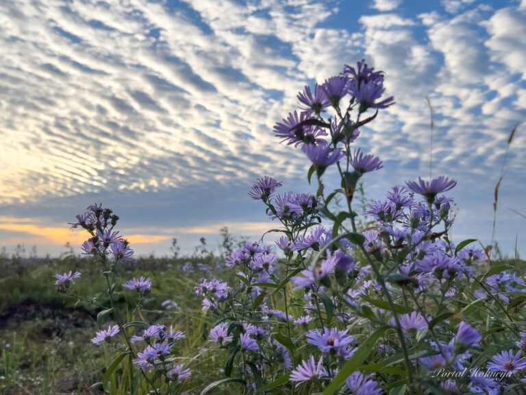 秋空に広がる高積雲