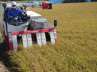 北竜町長 佐野豊 活動報告・9月8日（木）工事入札（美葉牛川護岸整備他）、もち米団地稲刈り状況視察、第4回議会定例会準備