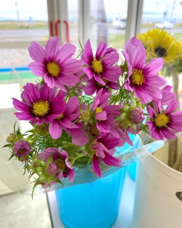 秋の花コスモスの切花が出てきました ♪ たまふくらの枝豆、たくさんあります【みのりっち北竜】