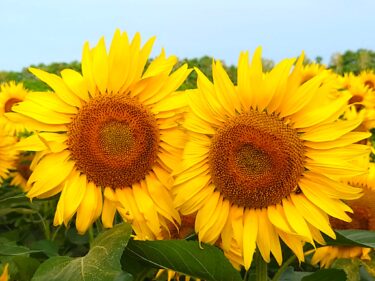 北竜町長 佐野豊 活動報告・9月29日（木）事務、書類整理、北竜振興公社職員採用試験、令和５年度予算編成重点施策協議