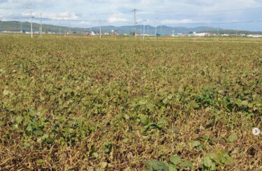 Kurosengoku soya fasulyeleri iyi büyüyor, yapraklar döküldü ve baklalar oldukça siyaha döndü! Bu tarlayı yaklaşık 10 gün içinde hasat edebileceğiz gibi görünüyor ✨ [Kurosengoku İş Kooperatifi Derneği]