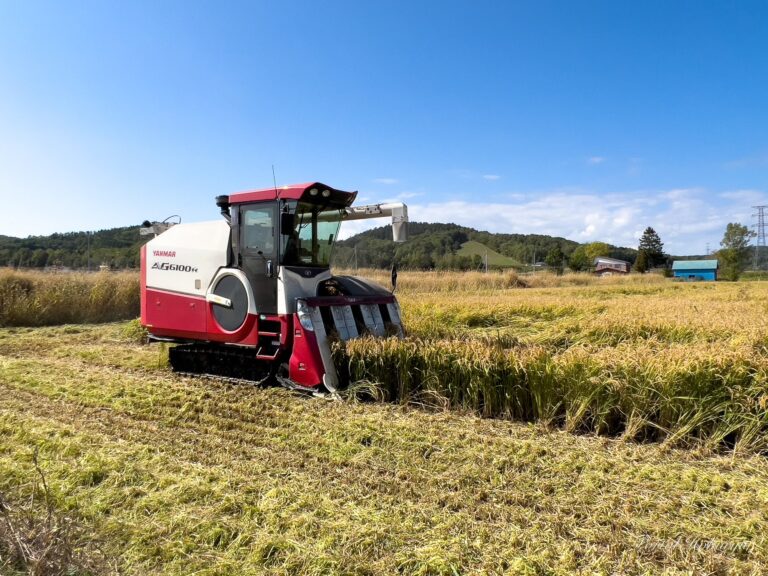 乾田直藩栽培「えみまる」の稲刈り