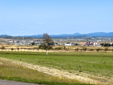 緑に染まるひまわりの里