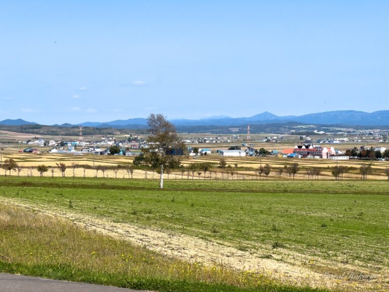 緑に染まるひまわりの里