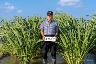 黄倉良二さん初栽培・神宿り邪気を祓う神聖なる霊草「マコモダケ」が見事に育つ！！！