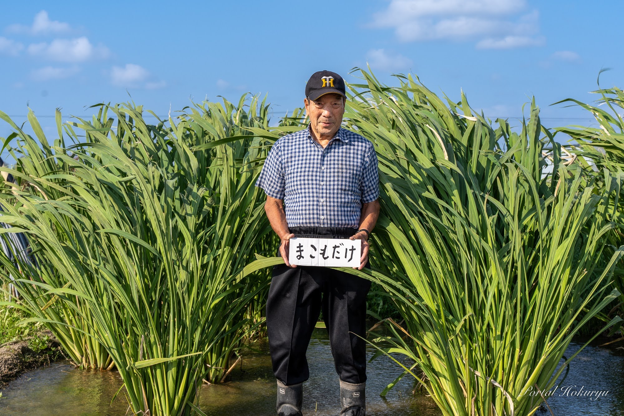 黄倉良二さん初栽培・神宿り邪気を祓う神聖なる霊草「マコモダケ」が見事に育つ！！！