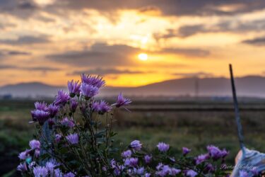 清楚に佇む薄紫の菊の花