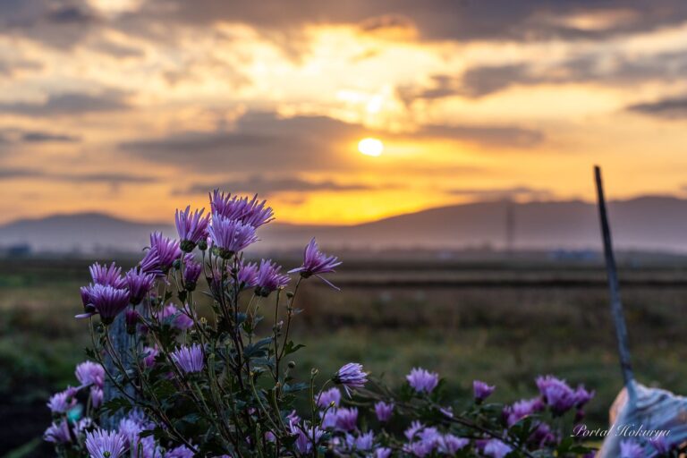 清楚に佇む薄紫の菊の花