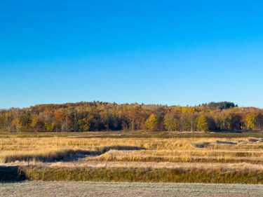 哀愁漂う紅葉・黄葉景色
