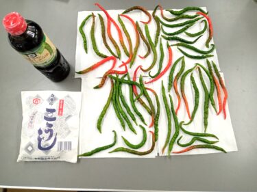 唐辛子が赤くなる前に北海道の伝統食「三升漬」の仕込みをしました。日がたつごとにまろやかな辛さになります【北興建設】