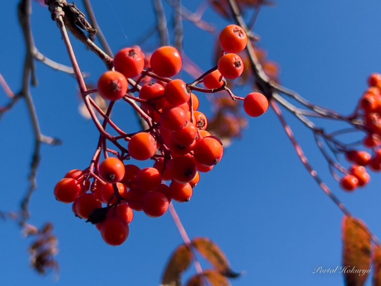 厳冬に耐える力強さを持つナナカマド