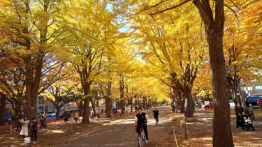 北竜町長 佐野豊 活動報告・11月8日（火）ひまわりの里第2迷路代表来訪、北竜町街かど広場整備計画協議、ひまわり観光協会長来訪、ひまわりの里土壌診断結果報告