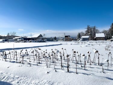 雪原に凛と佇むひまわりの枯姿