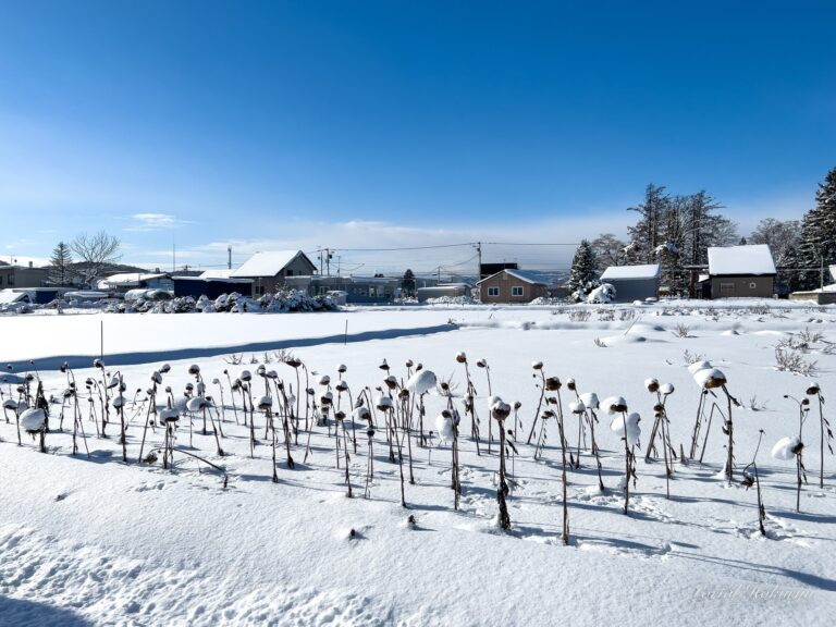 雪原に凛と佇むひまわりの枯姿