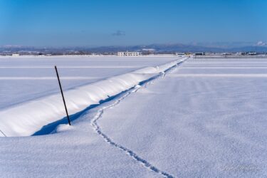 用水路沿いに続く足跡
