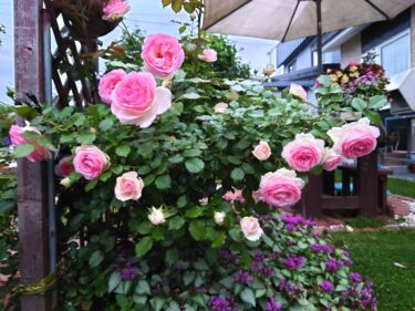 北竜町長 佐野豊 活動報告・12月13日（水）北竜町集落支援員と懇談、北竜町振興公社取締役会議案協議、公共施設再配置計画ヒアリング