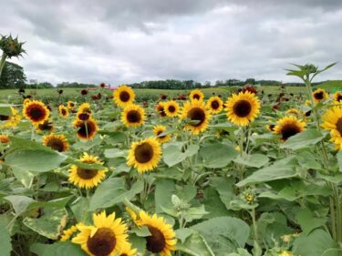 北竜町長 佐野豊 活動報告・12月12日（月）町長部局課長等ミーティング、北空知信用金庫理事長と懇談、北海道水土里ネット理事会（札幌市）、北海道水源林造林協議会打ち合わせ