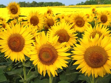 北竜町長 佐野豊 活動報告・12月28日（水）終日事務書類整理