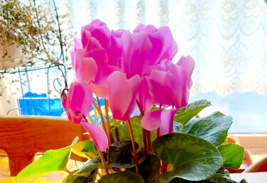 होकुर्यु टाउन के मेयर युताका सानो द्वारा गतिविधि रिपोर्ट: 30 जनवरी (सोमवार) चू-किता सोराची अपशिष्ट निपटान क्षेत्रीय संघ सम्मेलन (उताशिनाई शहर), वित्तीय वर्ष 2023 होकुर्यु टाउन लेखा बजट मूल्यांकन