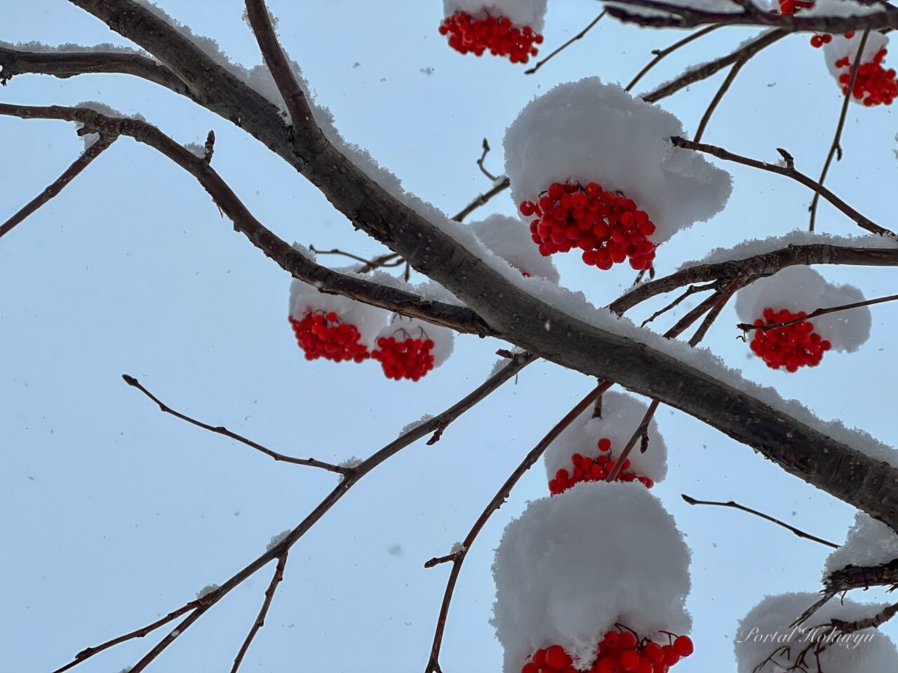 雪帽子をかぶる赤い実のナナカマド