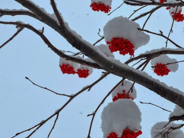 雪帽子をかぶる赤い実のナナカマド