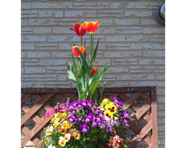 北竜町長 佐野豊 活動報告・1月31日（火）令和５年度北竜町会計予算査定