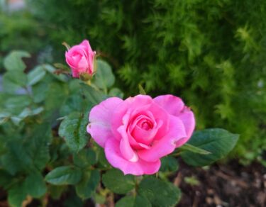 北竜町長 佐野豊 活動報告・2月21日（火）工事検定「公営住宅桜岡Ｄ棟」、第一回議員定例会準備