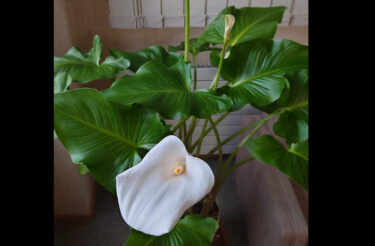 北竜町長 佐野豊 活動報告・3月13日（月）北竜町集落支援員とミーティング、北海道新聞深川支局長来訪、ひまわりライス生産組合通常総会