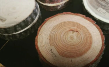 写真は最近いただいた小さな依頼品で、色々な樹種の輪切りです。こういう小さな森への需要に答えることができて嬉しく思います【自然下・上井達矢さん仁美さん】