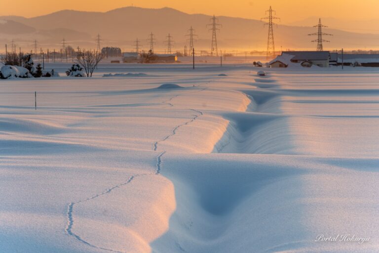 ありがとうの日